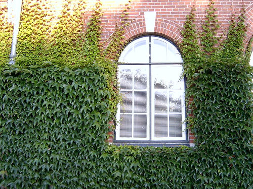 plante grimpante brique mur exterieur