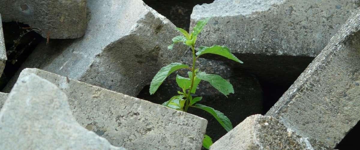 Le Béton à Empreinte Carbone Négative ou Carbone Réduit au Québec