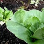 Pour une consultation sur l’agriculture urbaine