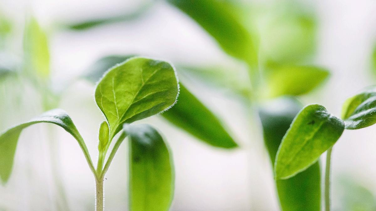La planification du jardin et le calendrier des semis au Québec