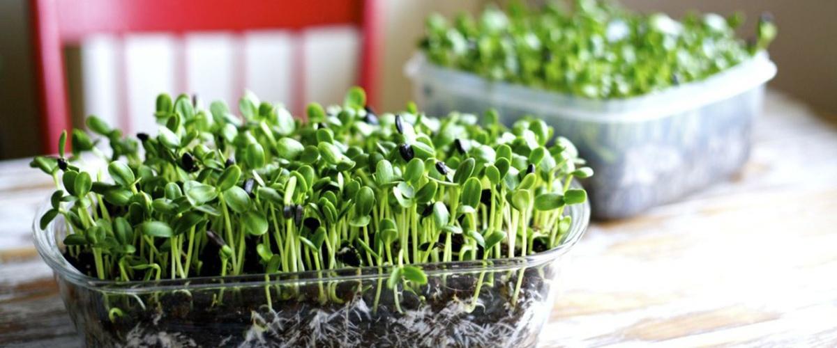 Faire ses Micro-pousses  et graines germées à la maison