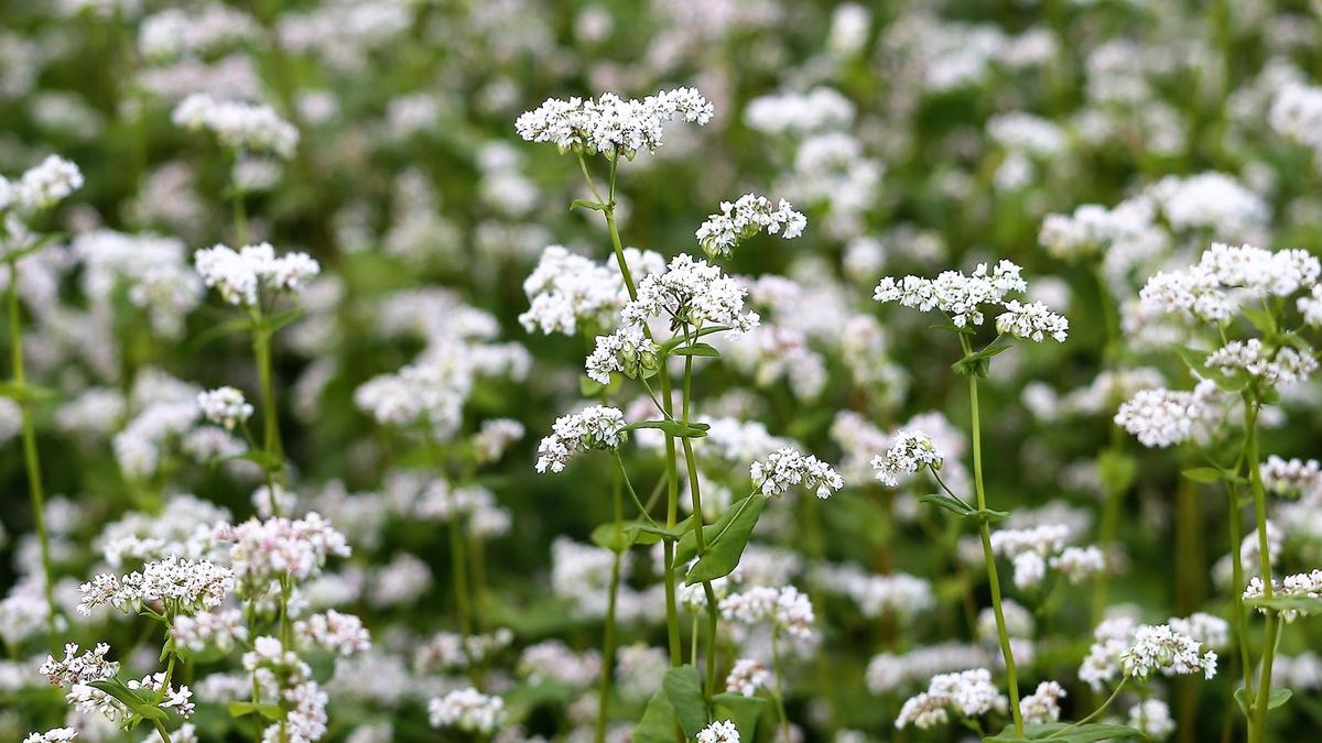 Les engrais verts dans la culture biologique