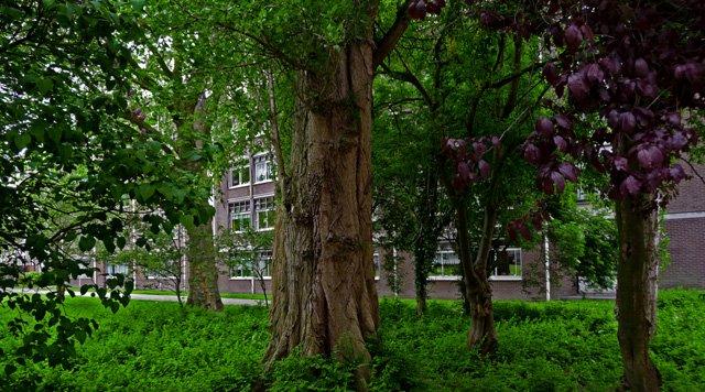 reboisement, canopée, arbres, biodiversité urbaine