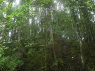 La forêt privée, nouvelle cible des spéculateurs et promoteurs