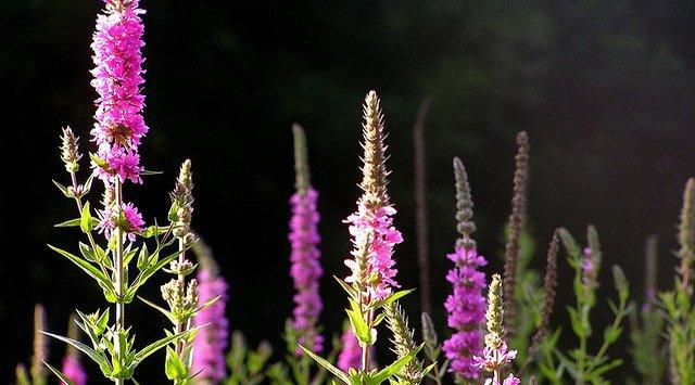 Purple Loosestrife - Plante envahissante au Québec