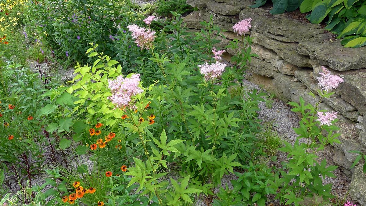 jardin de pluie en ville