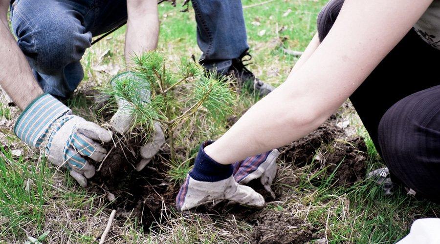 Plantation de conifères en Ontario