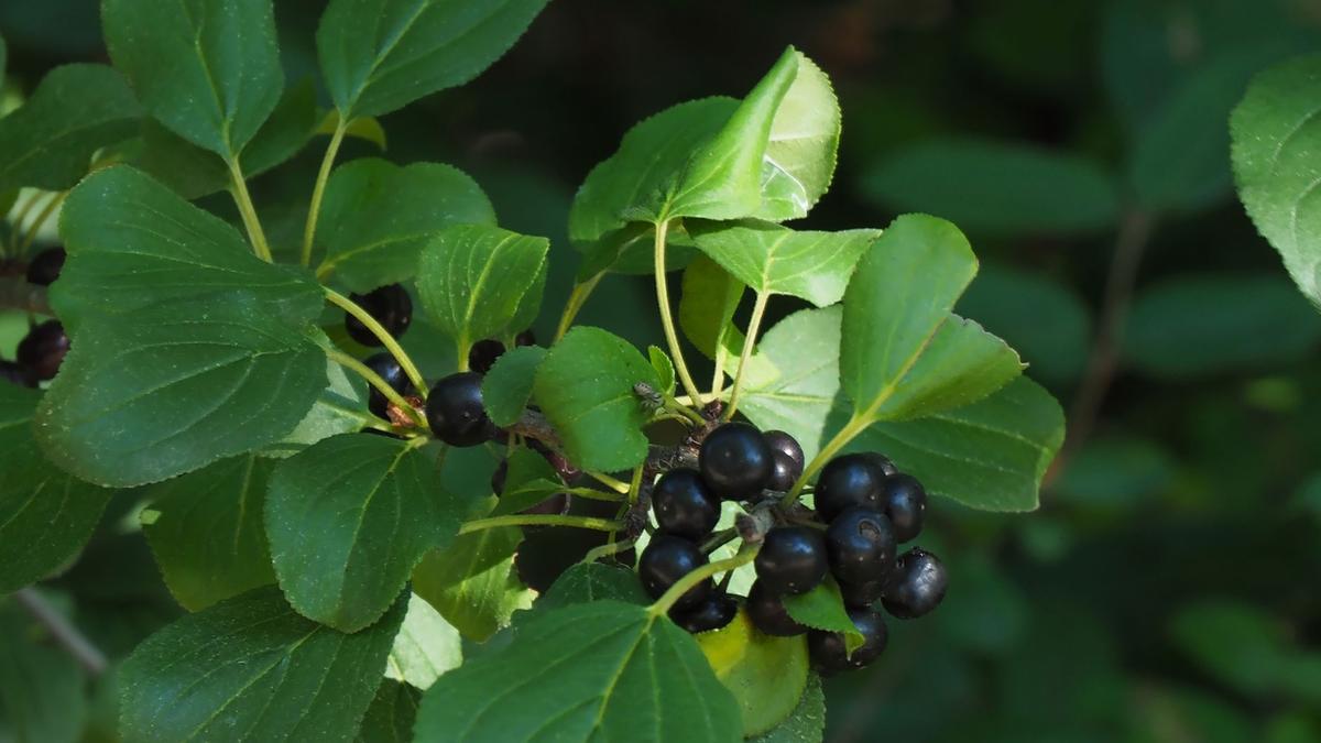 Le nerprun,envahissant au Québec