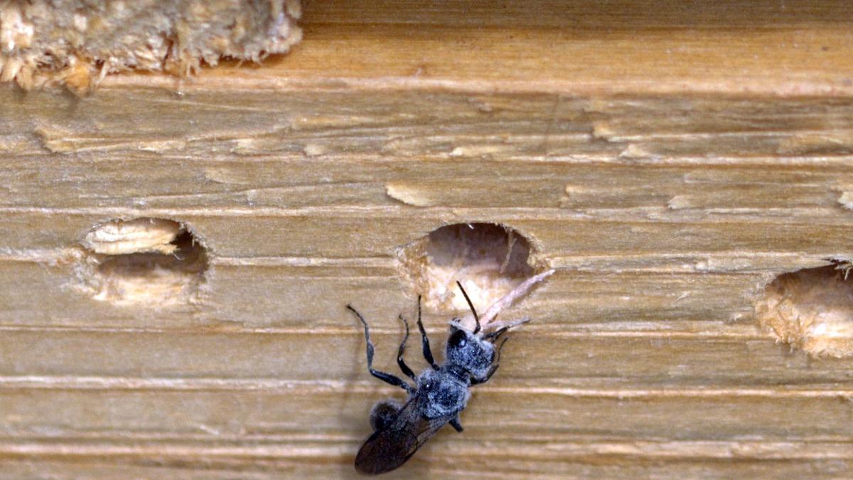 Contrôler, ou se débarrasser, des ravageurs, insectes, parasites et nuisibles