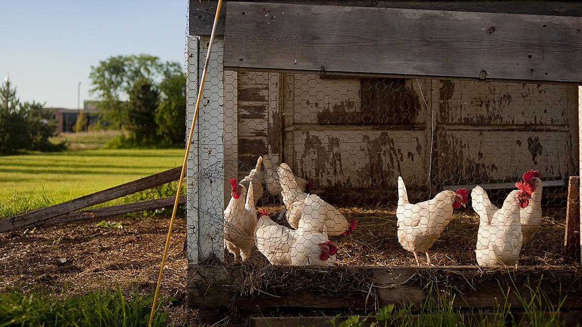 De plus en plus de municipalités autorisent l'élevage des poules dans sa cour
