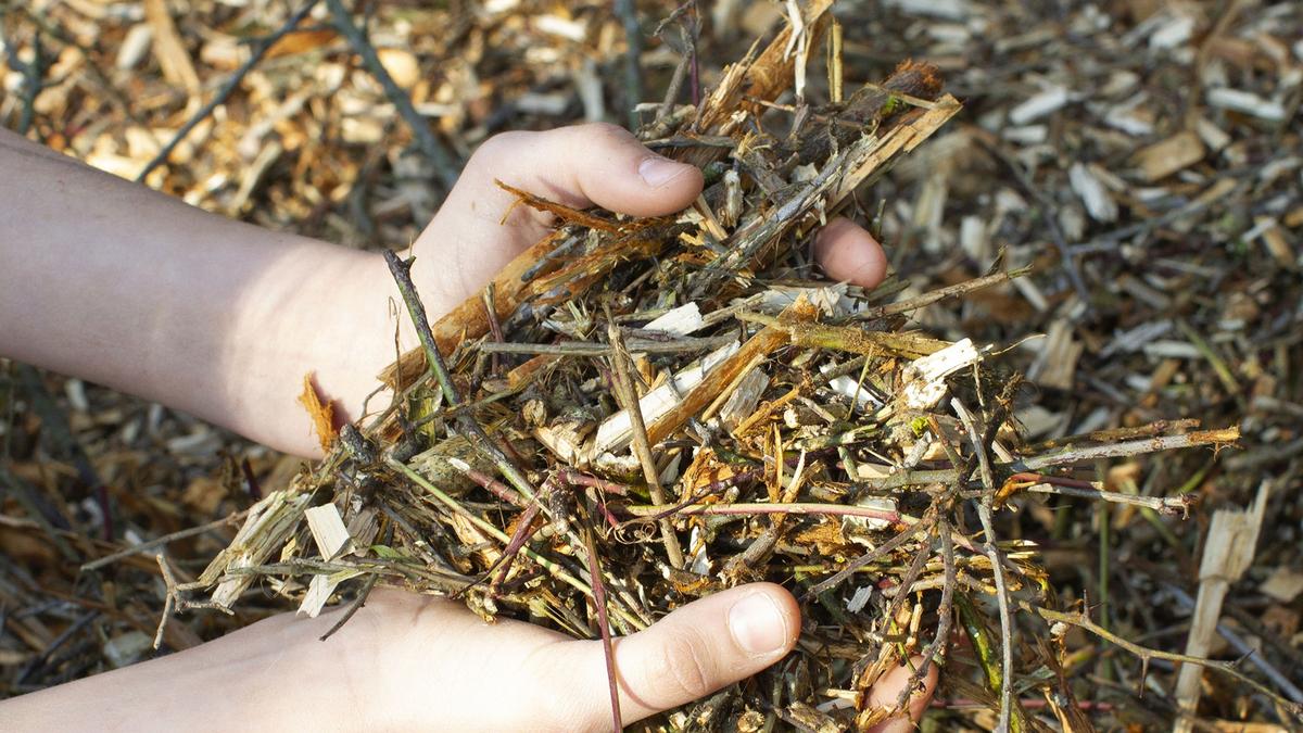 BRF, bois, rameaux, le paillis de bois raméal fragmenté