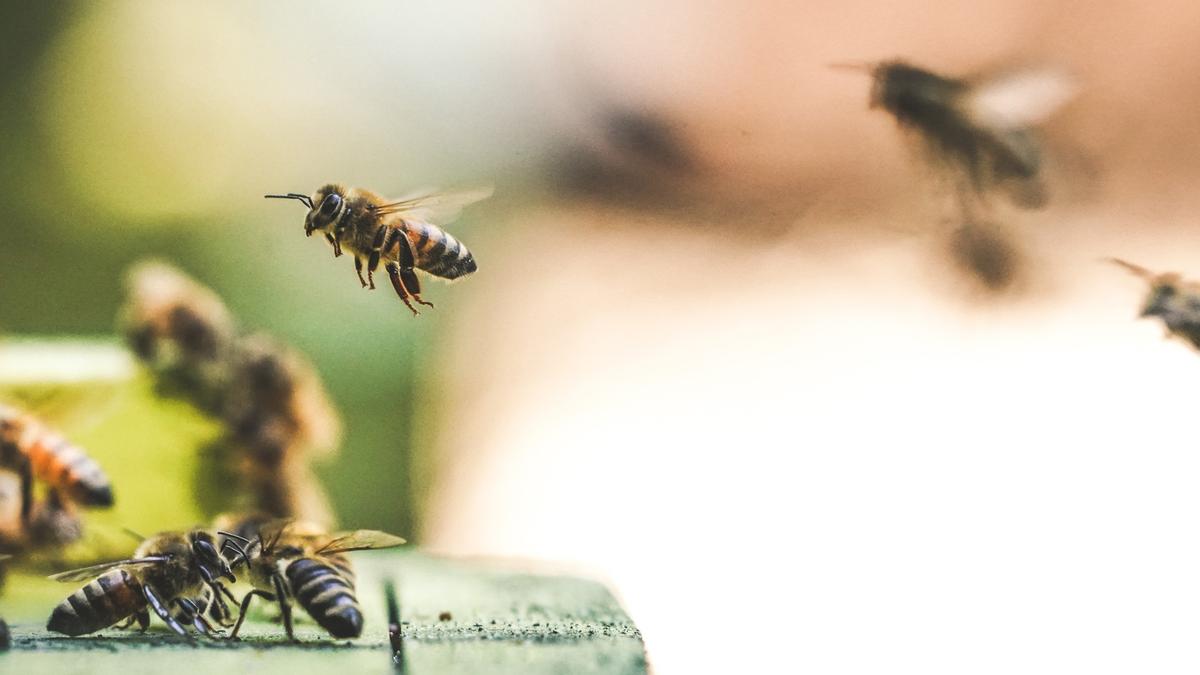 Apiculture urbaine : des abeilles sur nos toits