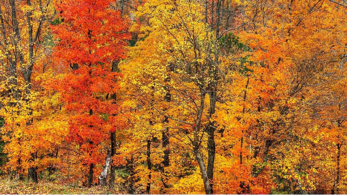 Ramasser les feuilles d'automne au Québec