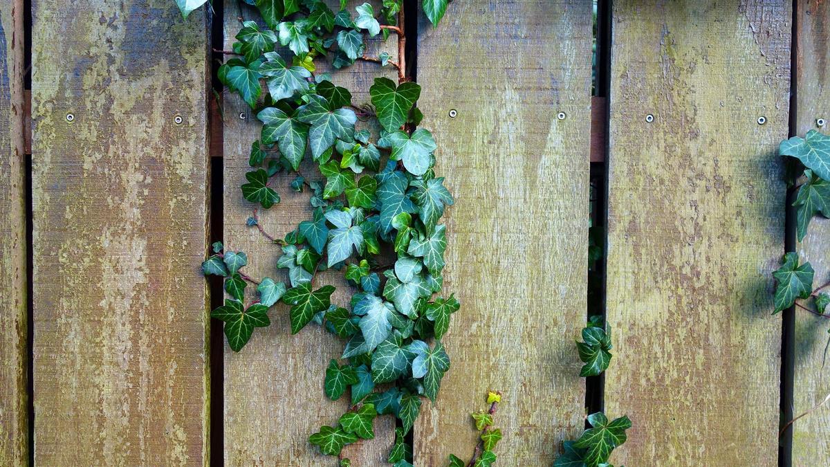 Clôtures et murs végétalisés écologiques