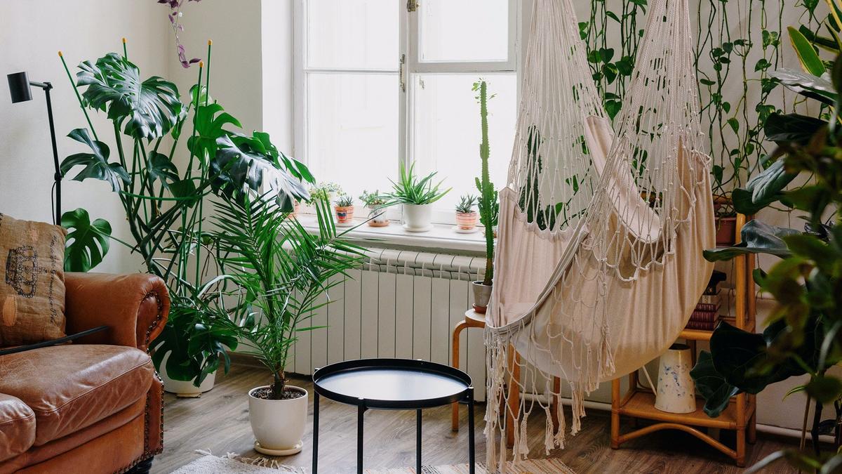 Plantes d'intérieur et purification de l'air