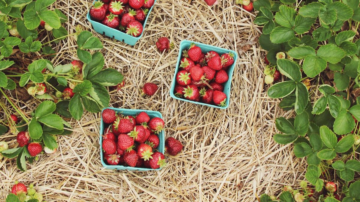 Autonomie alimentaire et conservation des récoltes