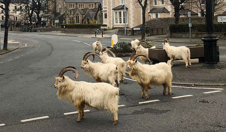 Animals wander empty streets during coronavirus lockdown