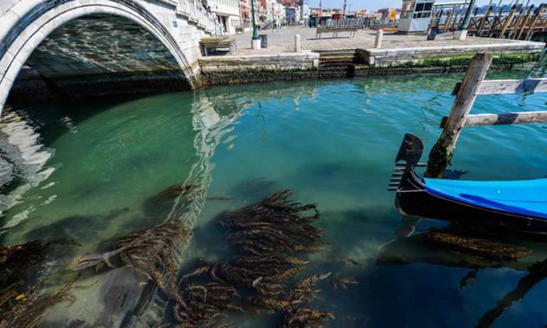 Global shutdown leads to clean water in Venice allows nature to rebound