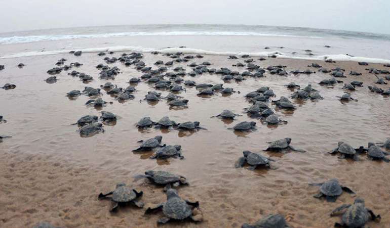 Sea turtles nesting on empty beaches due to stay at home legislation
