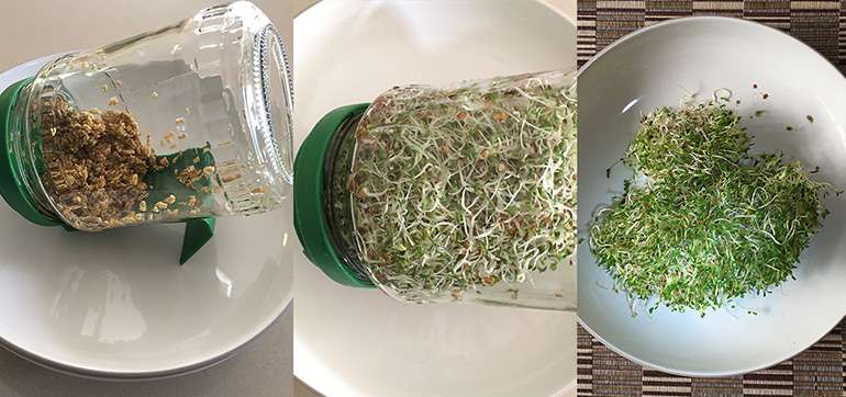 Explication de toutes les étapes de la germination