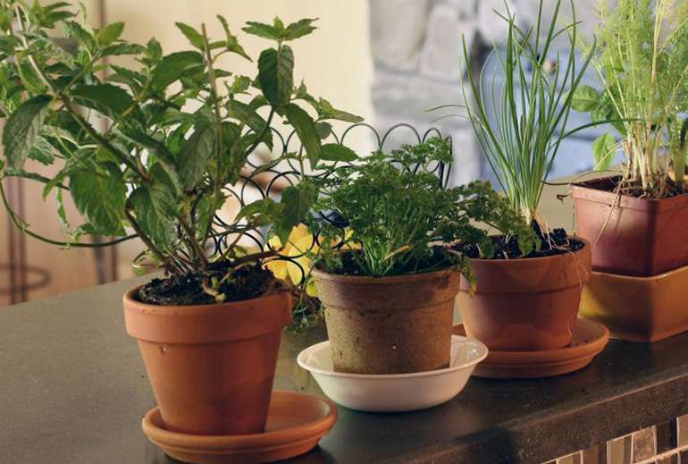 Cultiver les fines herbes pour le goût et pour la beauté de la plante