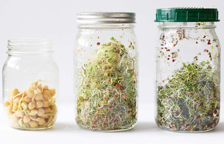 Faire des germinations avec un pot Masson
