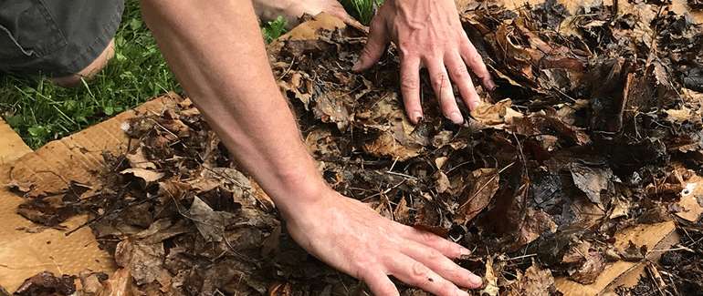 Ajoutez une couche de feuilles à votre jardin en lasagne avant d'ajouter de la terre