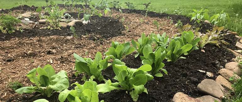 Cultiver des légumes verts et des laitues dans un jardin de lasagnes