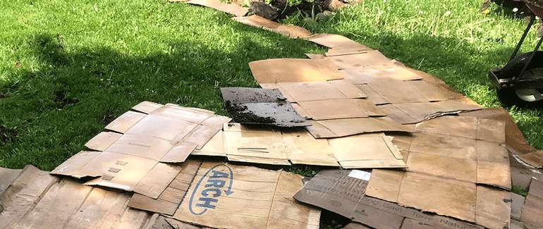 Base en carton pour un jardin en lasagne