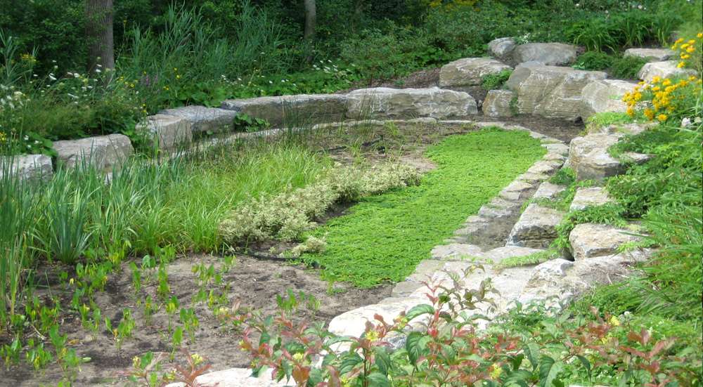 Le marais filtrant du marécage Tylee