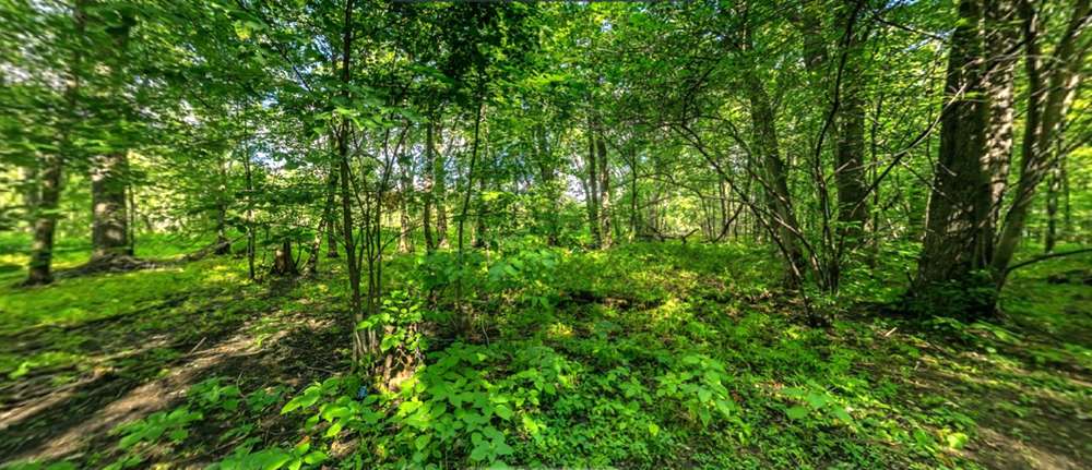 Le marais Tylee, un milieu humide à protéger © Québec Panorama