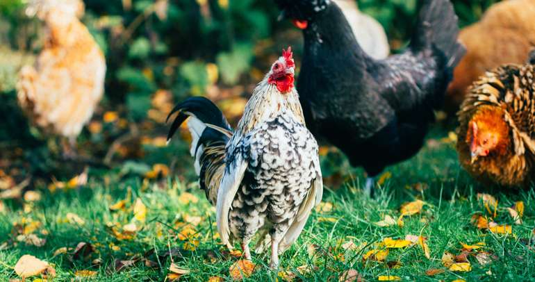 Que mangent les poules?