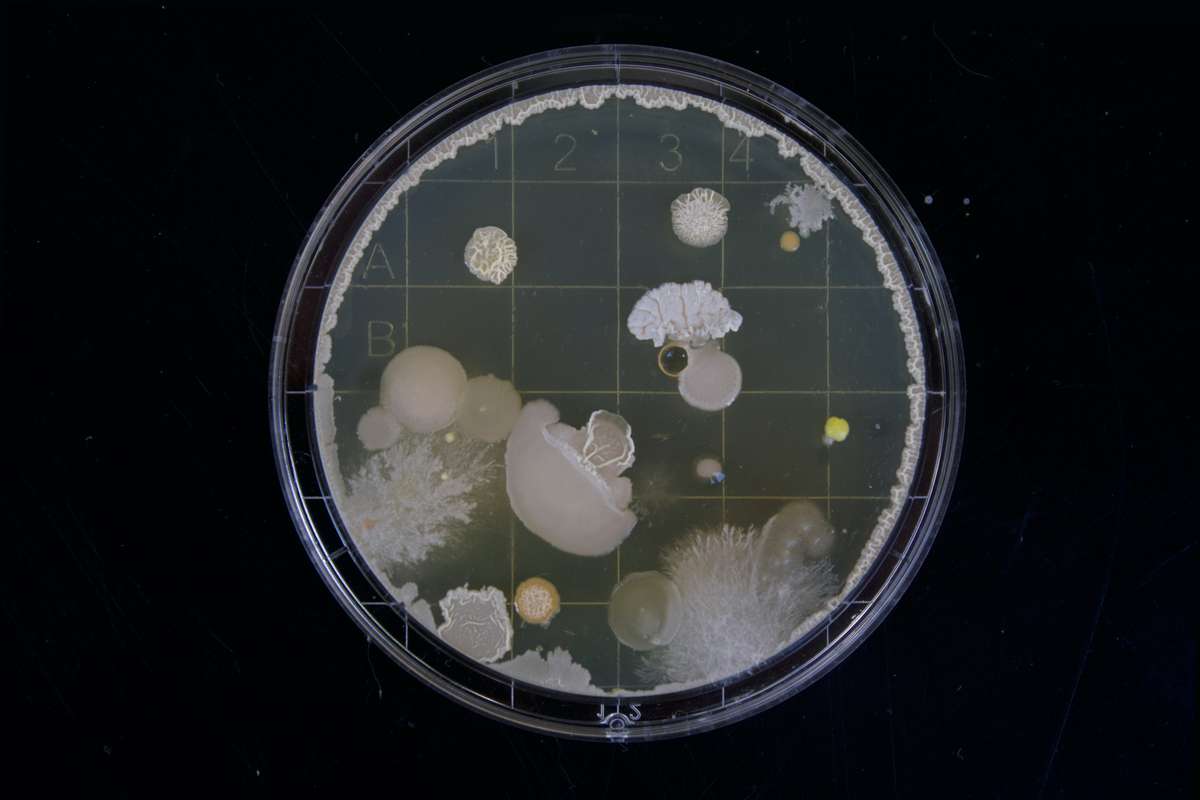 Bactéries au microscope