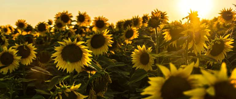 Les tournesols sont utilisés en phytoremédiation pour traiter les radioéléments