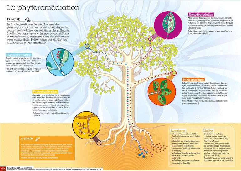 Pour dépolluer les sols, quatre formes principales de phytoremédiation sont possibles
