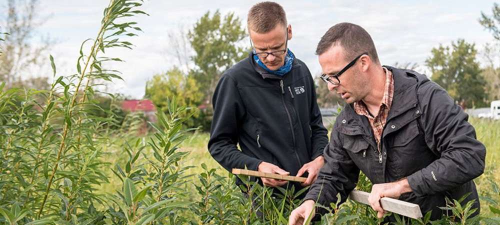 Des chercheurs de l'IRBV de l'Université de Montréal sur un terrain d'expérimentation de la phytoremédiation