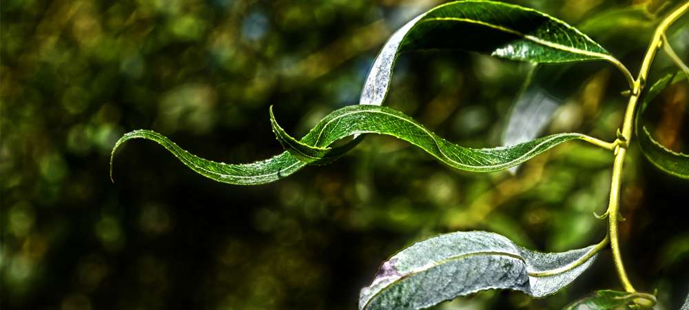 Avec sa croissance rapide, le saule est idéal pour accumuler les contaminants des sols