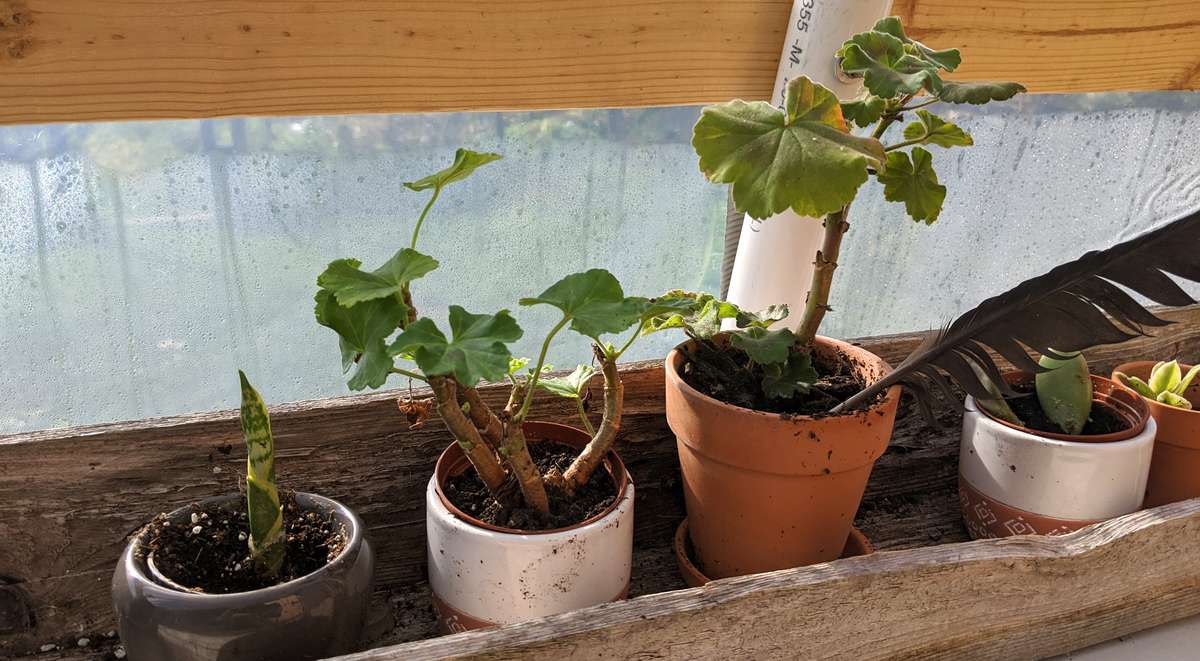 quelles plantes cultiver en serre, prolonger la saison des récoltes