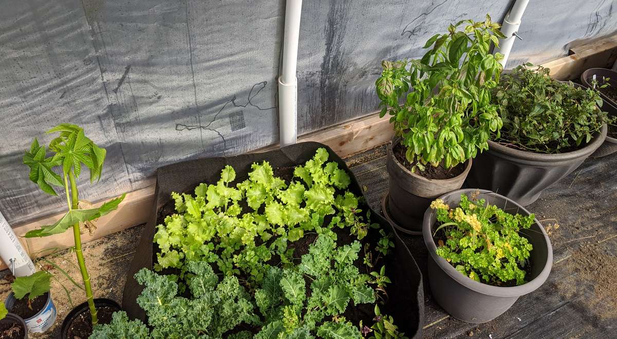 quelles plantes cultiver en serre, prolonger la saison des récoltes