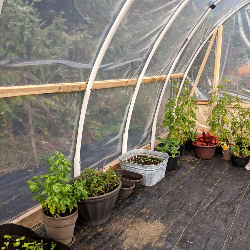 quelles plantes cultiver en serre, prolonger la saison des récoltes