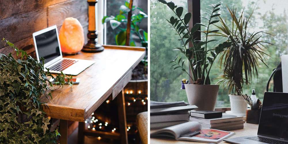 Verdure plantes bureau à domicile