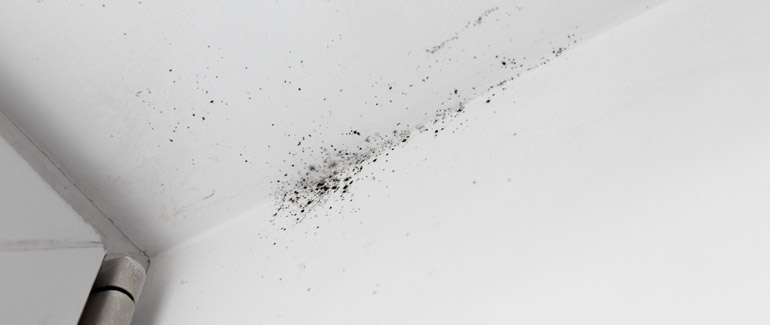 moisissure se forme sur le mur avec une humidité trop élevée