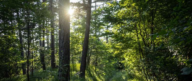 Des forêts denses, résilientes à croissance très rapide pour verdir nos villes