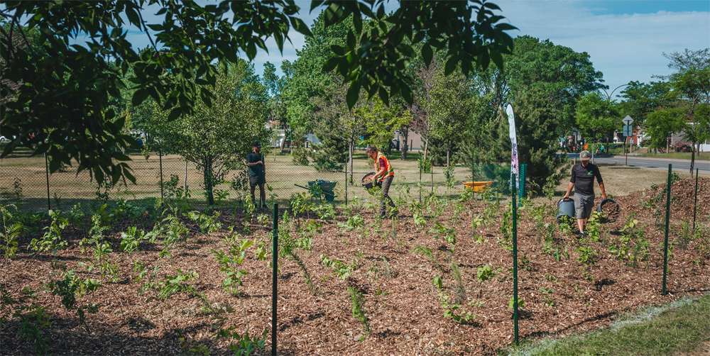 Plantation d'une forêt urbaine selon la méthode Miyawaki à Rosemont