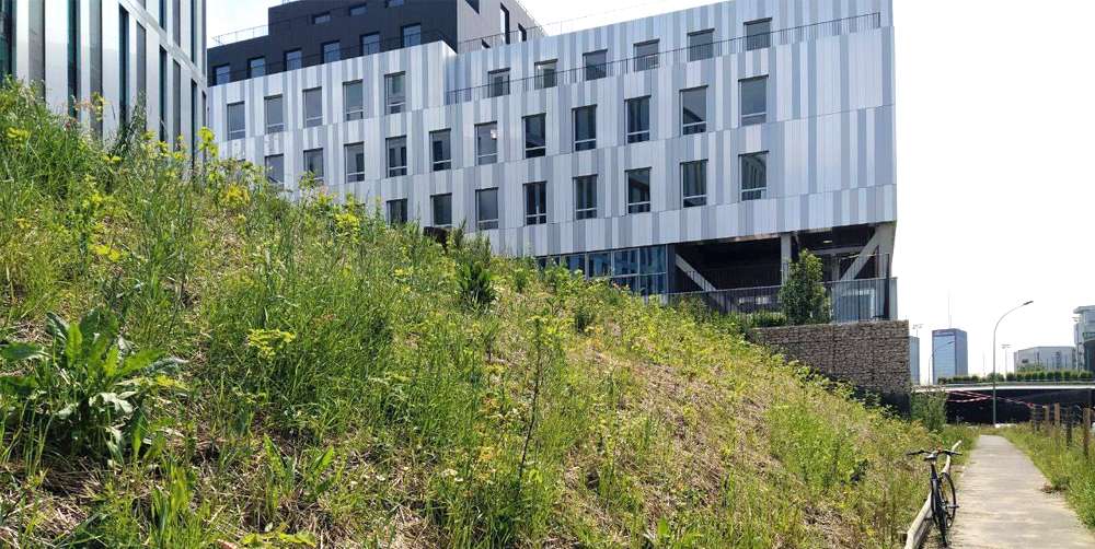 Forêt urbaine naturelle Miyawaki à Paris