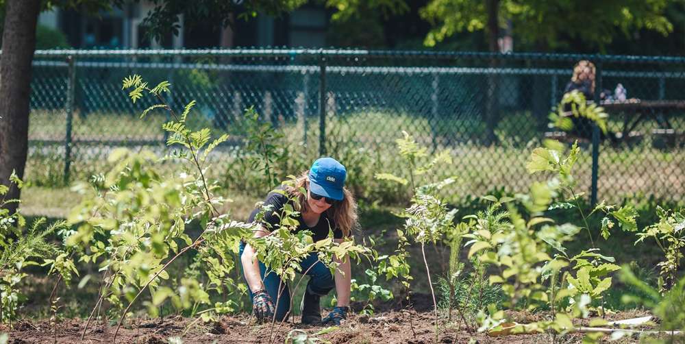 Plantation d'une Forêt urbaine à Rosemont- la Petite Patrie