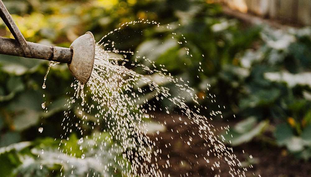 Économie d'eau dans le jardin écologique