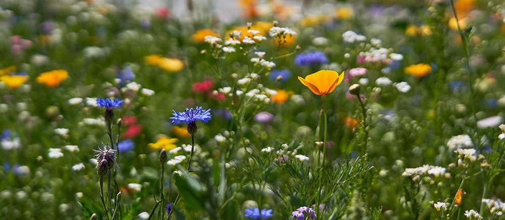 Le pré fleuri est une bonne alternative au gazon