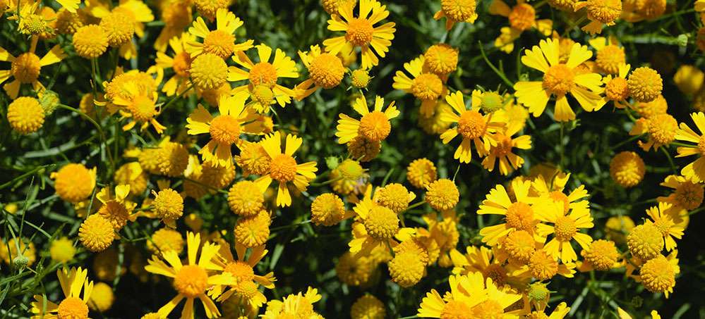L'hélénie automnale, une plante indigène pour le jardin