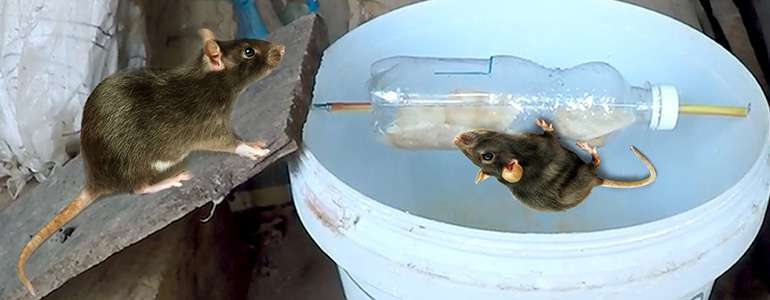se débarrasser des souris dans la maison sans poison. Un piège à souris fait maison, sans cruauté ni poison ! Plus profond est le seau, mieux c'est !